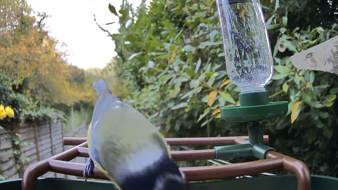 Camouflage EZ Birdfeed photo