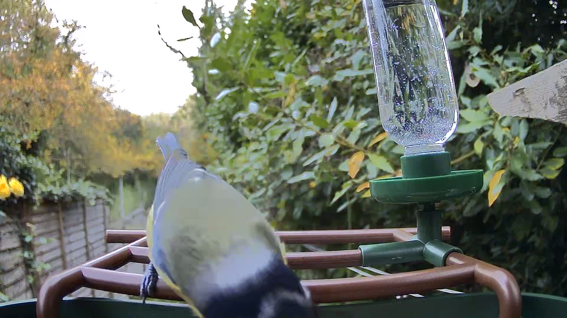 Camouflage EZ Birdfeed photo