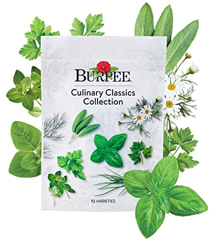 Burpee Culinary Classics Garden Collection 10 Packets of Non-Gmo Chives, Cilantro, Basil, Sage, Thyme, Dill, Parsley, Chamomile, Marjoram &amp;amp; Oregano | Kitchen Herb Variety Pack, Seeds for Planting