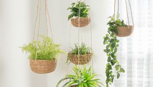 Hanging plants in small home