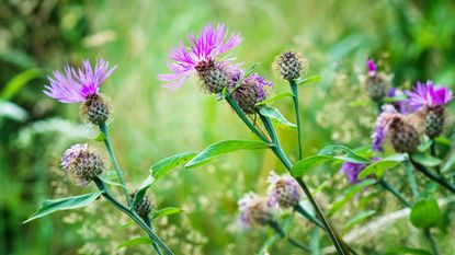 thistles in a garden - Adrian Micula / 500px - GettyImages-1362935178