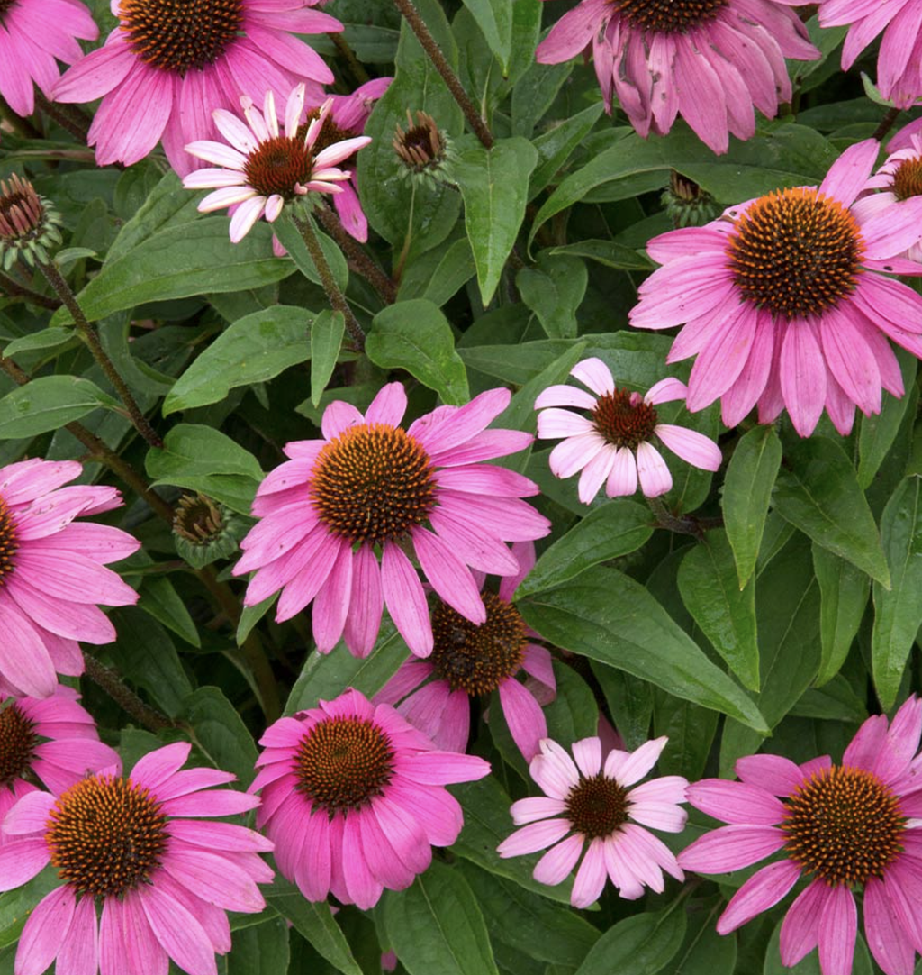 The 11 best plants for heat and cold Livingetc