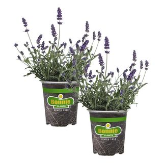 Walmart lavender plants