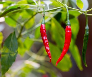 Ripe red chili peppers on a pepper plant