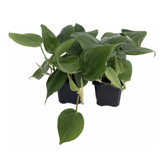 Two Philodendron plants in pots