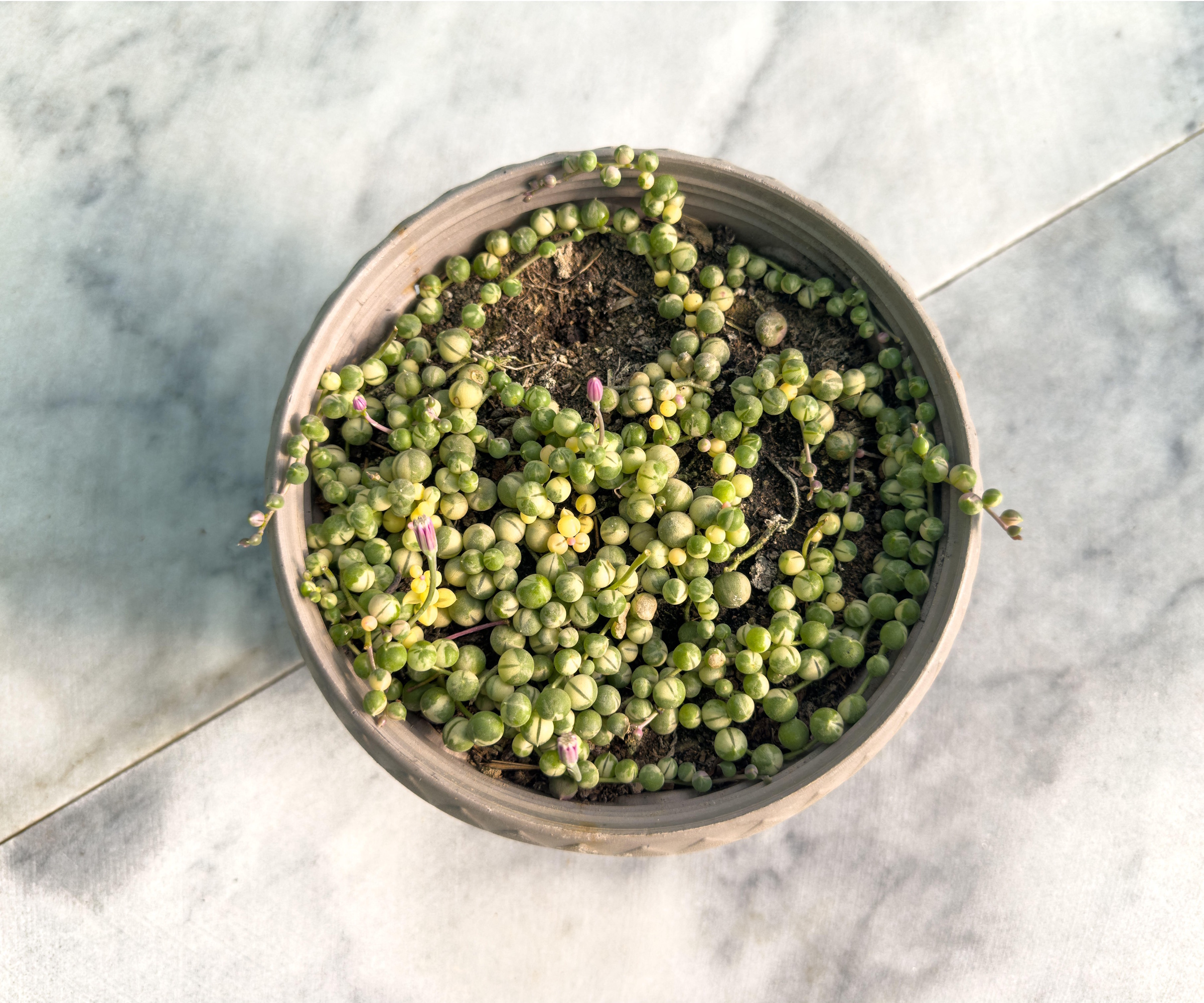 Variegated string of pearls