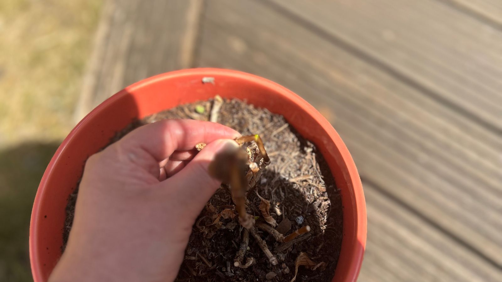 Hydrangea potted, after being trimmed back