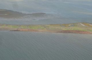 Walruses Haul Out on the Shore of Alaska