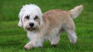 Dandie dinmont terrier