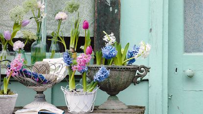 spring garden ideas: potted plants