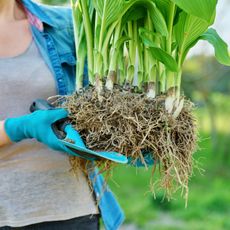 A woman holds a cluster of hosta plants and roots