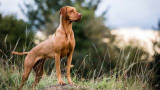 Alert Vizsla outside