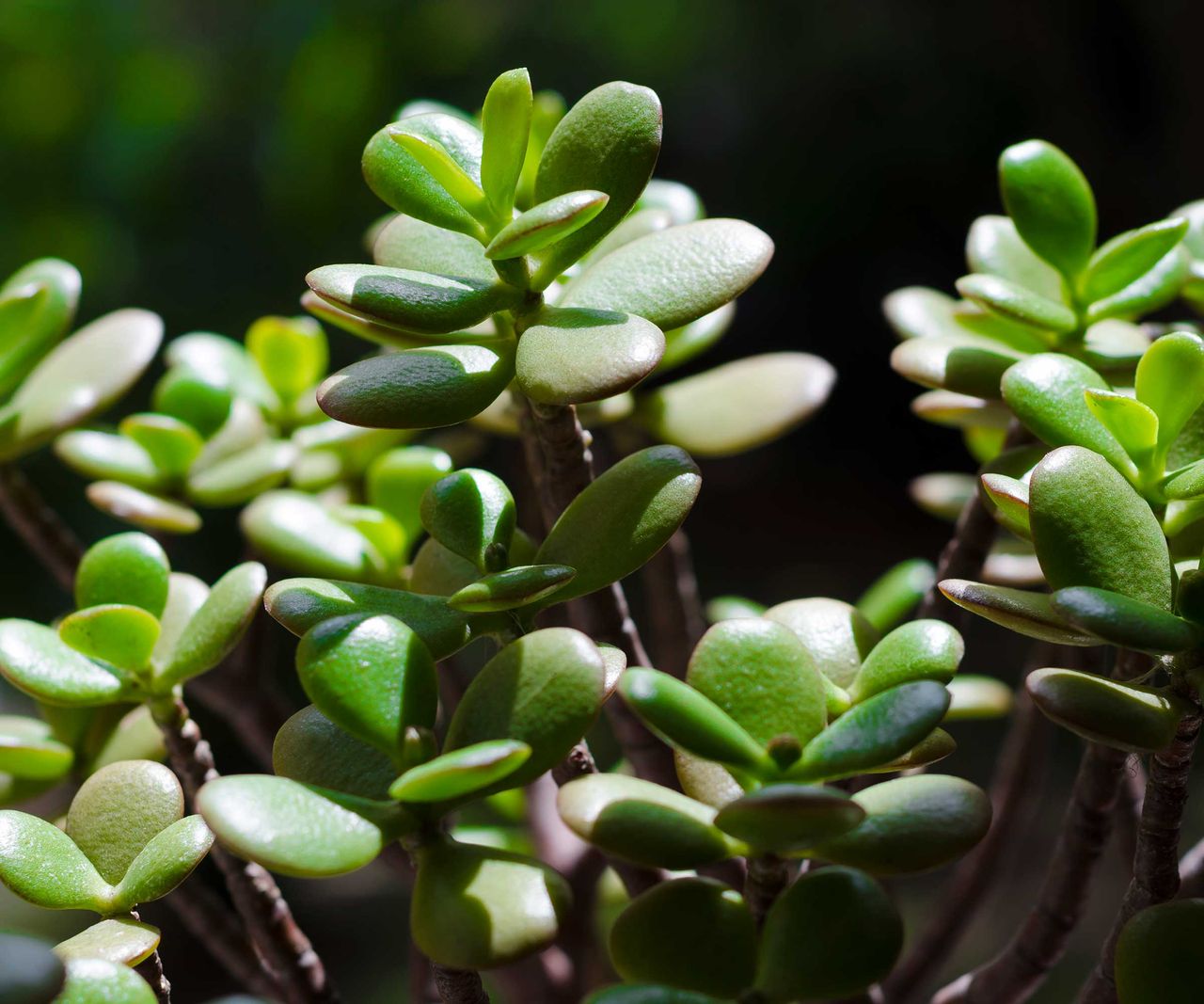 How to repot a jade plant 4 easy steps Homes & Gardens