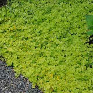  Creeping Jenny "Aurea" (gold) Lysimachia Nummularia