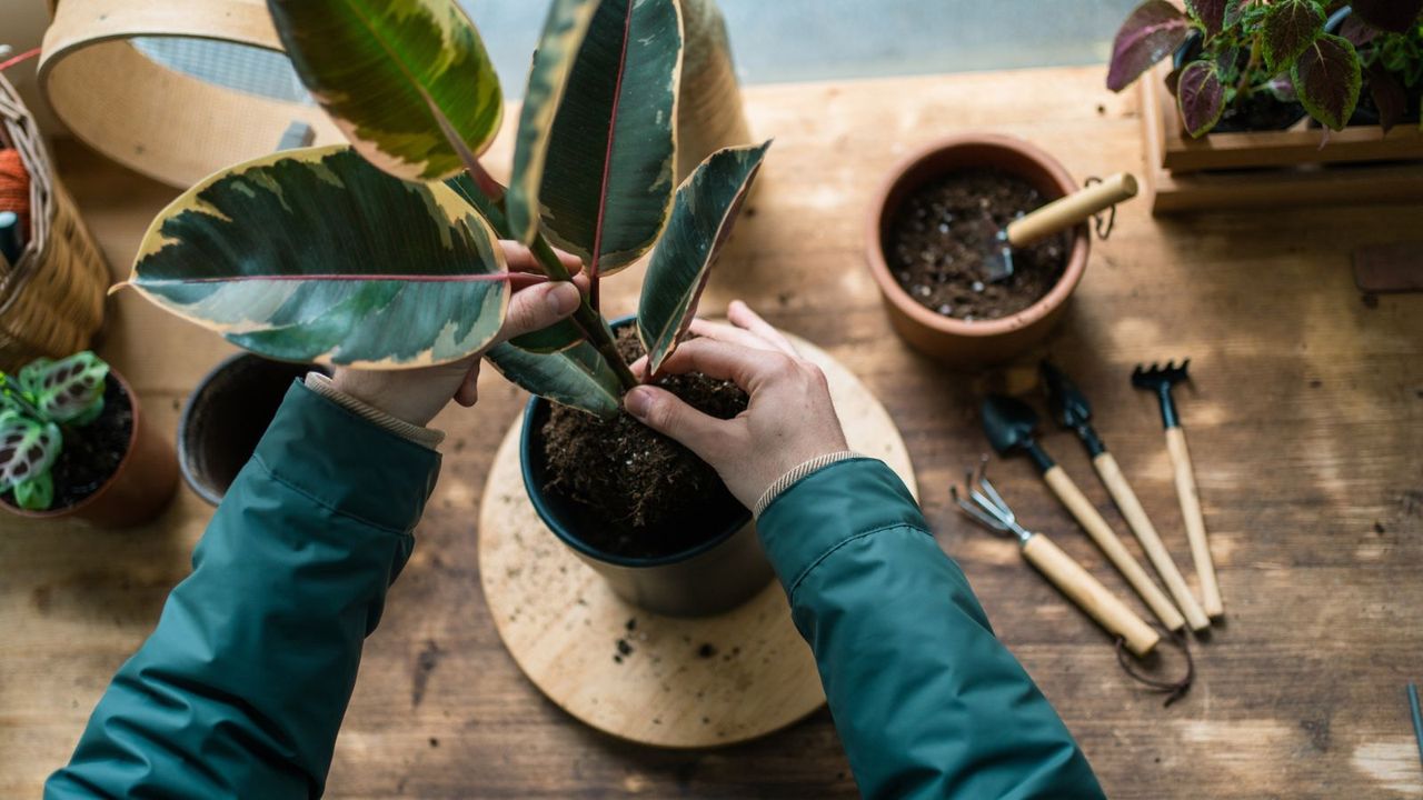 Putting a rubber tree into a pot next to wooden tools 