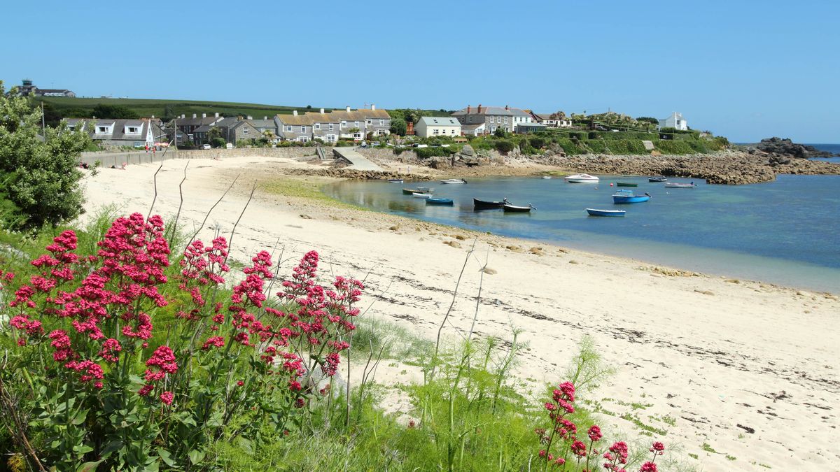 Red valerian plant growing near the sea