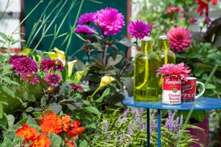 garden color schemes: brightly coloured dahlias in pots