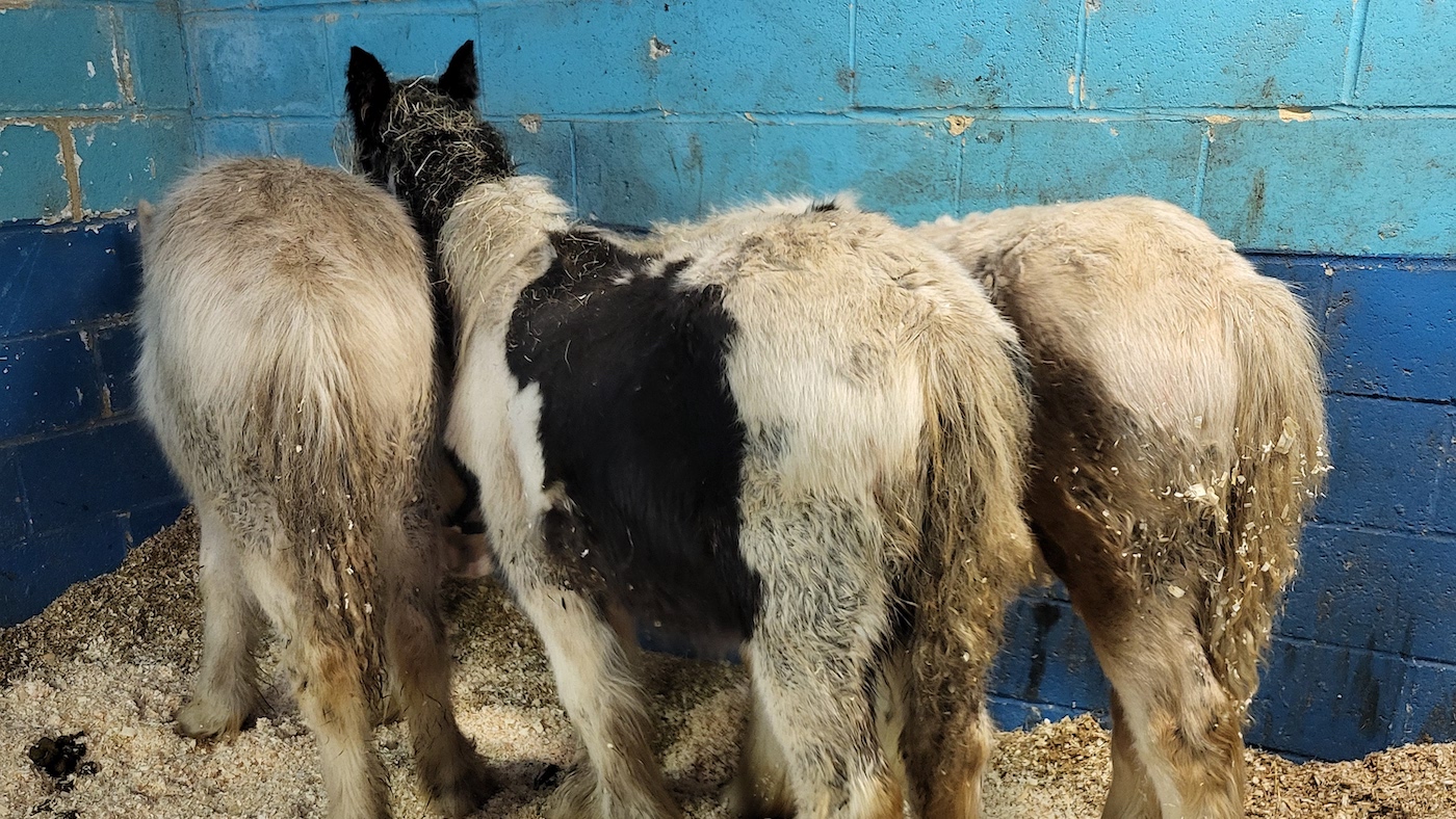 Three-frightened-and-unhandled-foals-huddle-together-for-safety.jpg