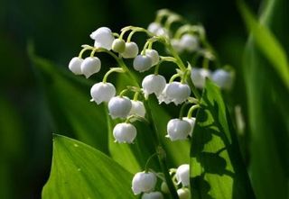 Lily of the valley: white floral shade loving plant