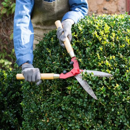 person pruning boxwood from behind