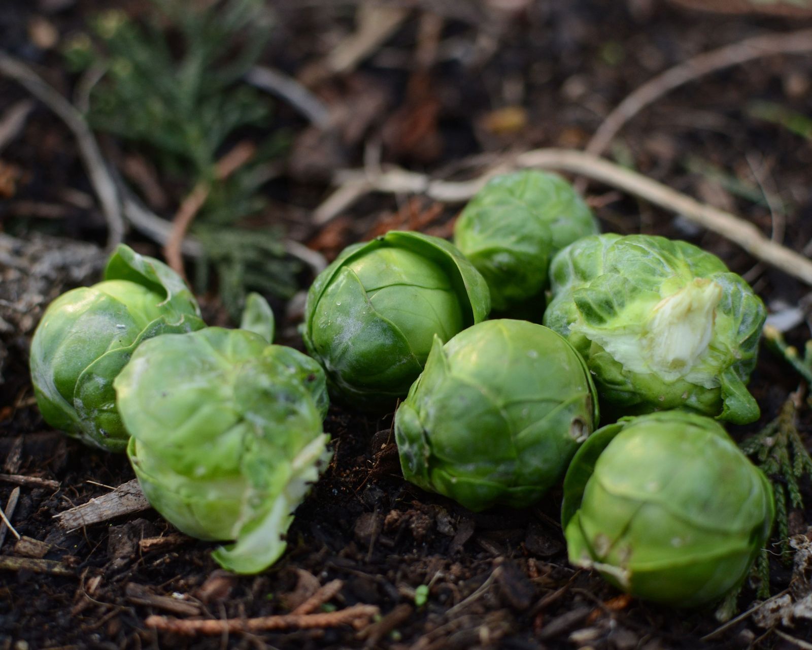 Do Brussel Sprouts Grow On Trees at Michael Savage blog