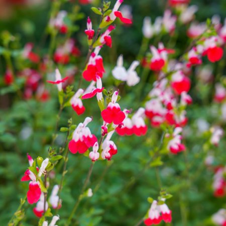 Hot Lips Salvia Plants, Fragrant Salvia Sage Plant in 4 Inch Pot, Perennial White Red Flower Plant, 4-8" Tall Plants