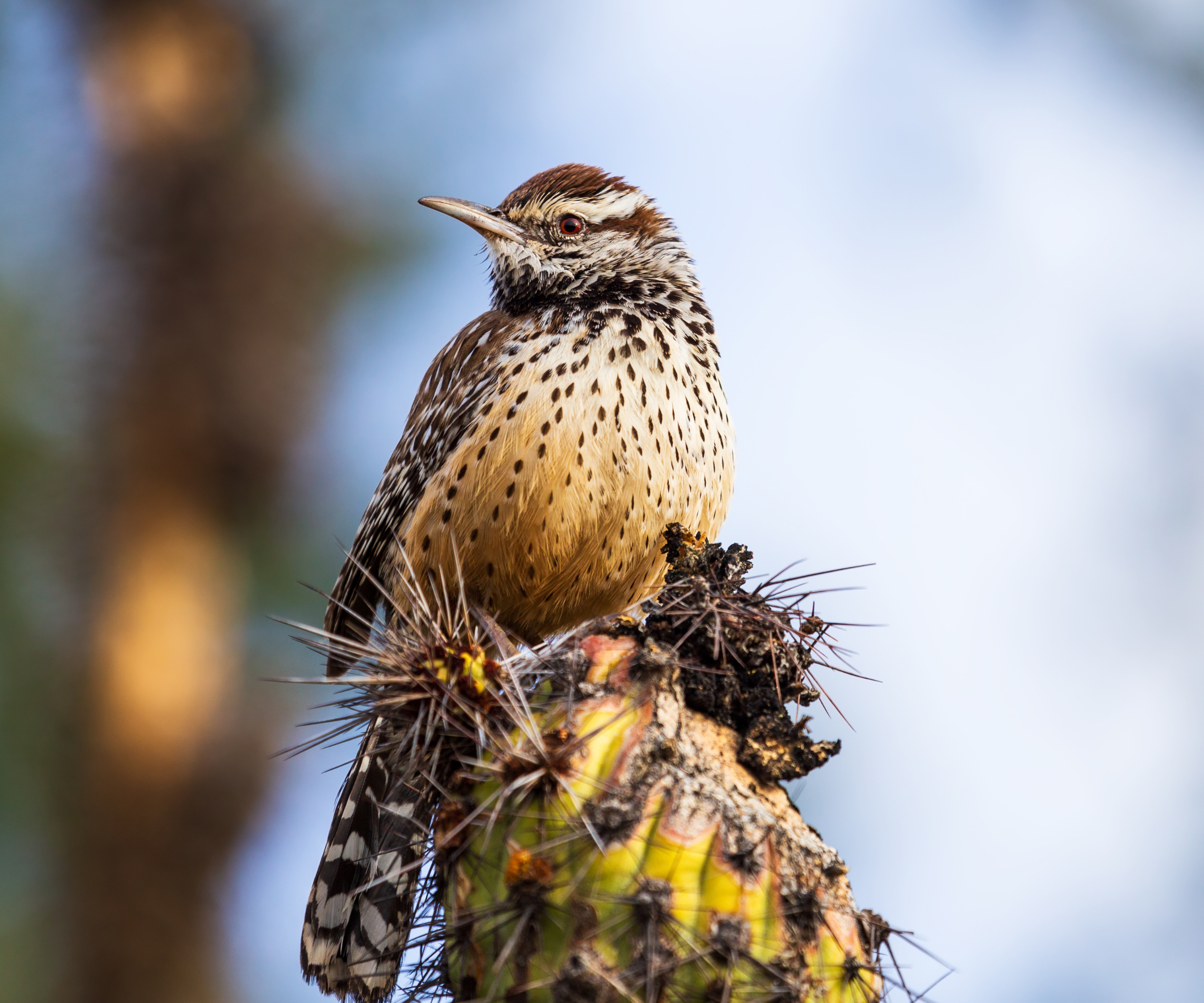 The state birds of the USA - Cactus Wren