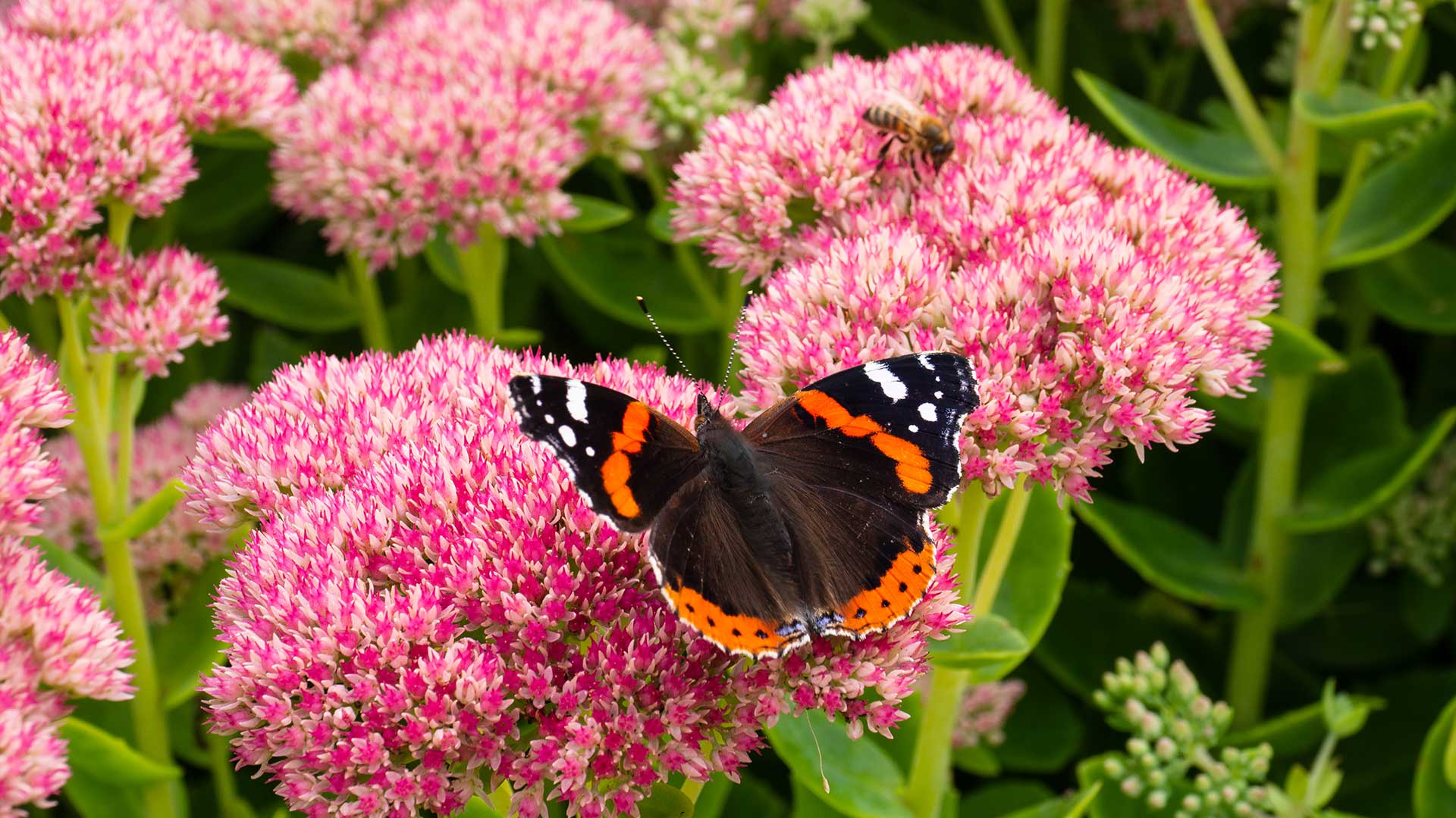 red admiral butterfly on sedum