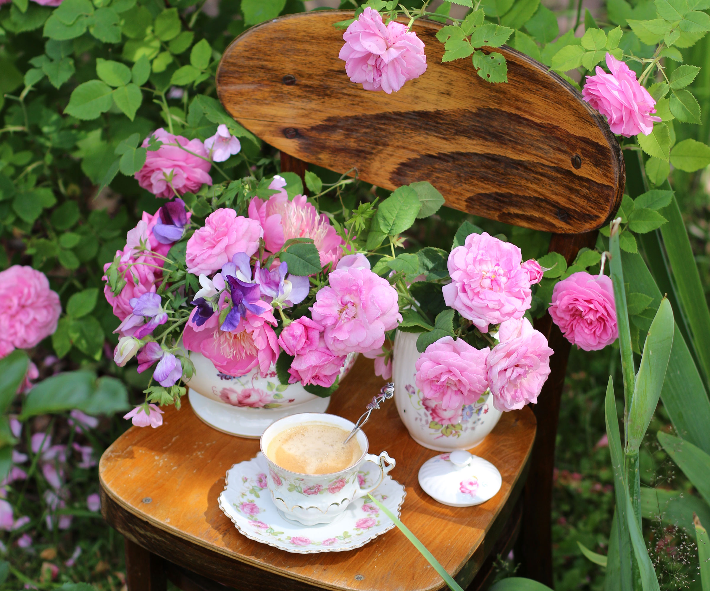 cup of coffee on chair with rose bush in bloom