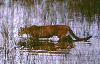 A Florida panther. Everglades National Park Photo