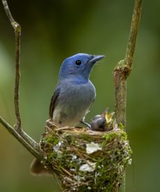 Blue bird guarding young chicks in a nest in a spring garden 