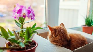 picture of ginger cat sat in box nect to orchid