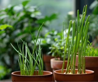 Green onions in pot