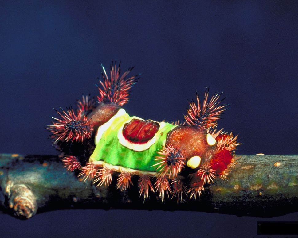 No Creepy Crawlies Here: Gallery of the Cutest Bugs | Live Science