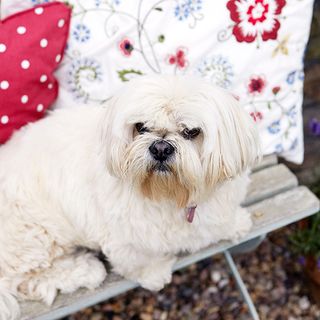 dog on outdoor bench with cushions