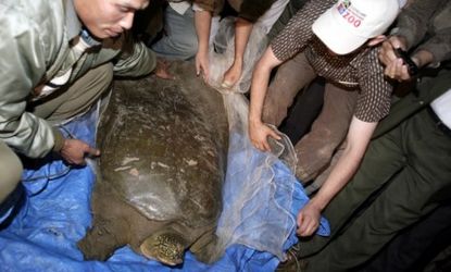 Conservationists release a rare, Red River soft-shell turtle back into a lake, its natural habitat, outside of Hanoi, Vietnam, in 2008.