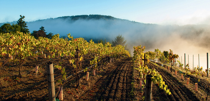 Failla Winery&amp;rsquo;s estate vineyard