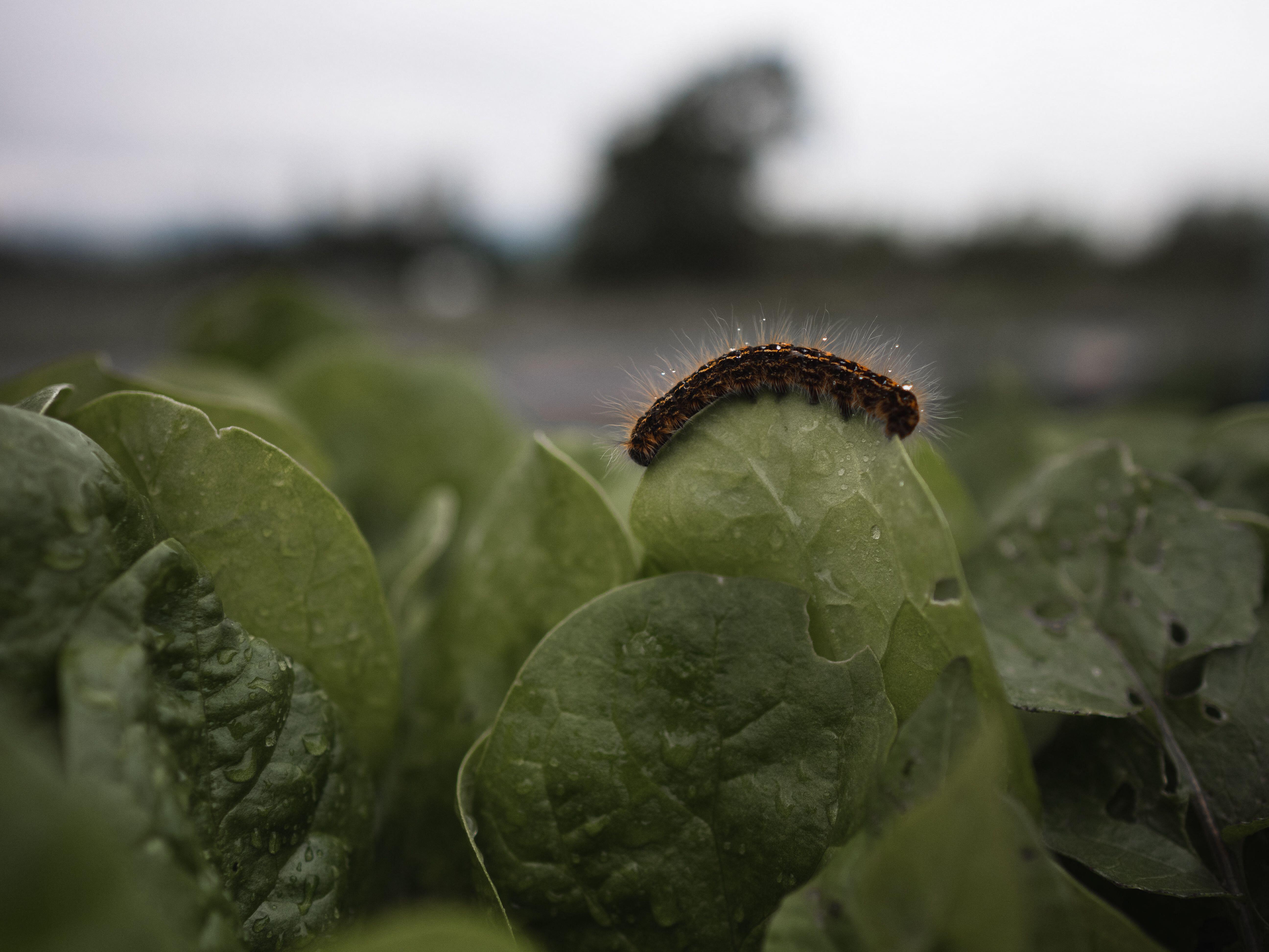 Caterpillar crawling along the edge of a cabbage leaf