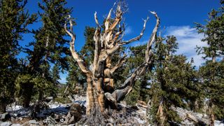 A 3,200-year-old bristlecone pine in a forest with blue sky above