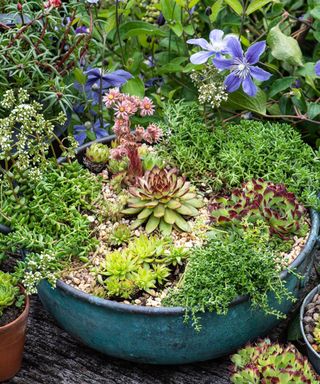 Planting Summer Containers. Copper bowl of succulent plants, sempervivums, echeverias and sedums.