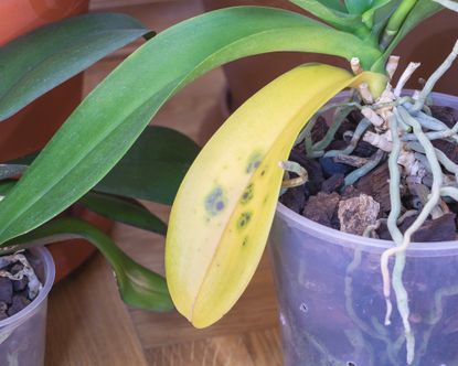 Orchid with fungal infection on leaf