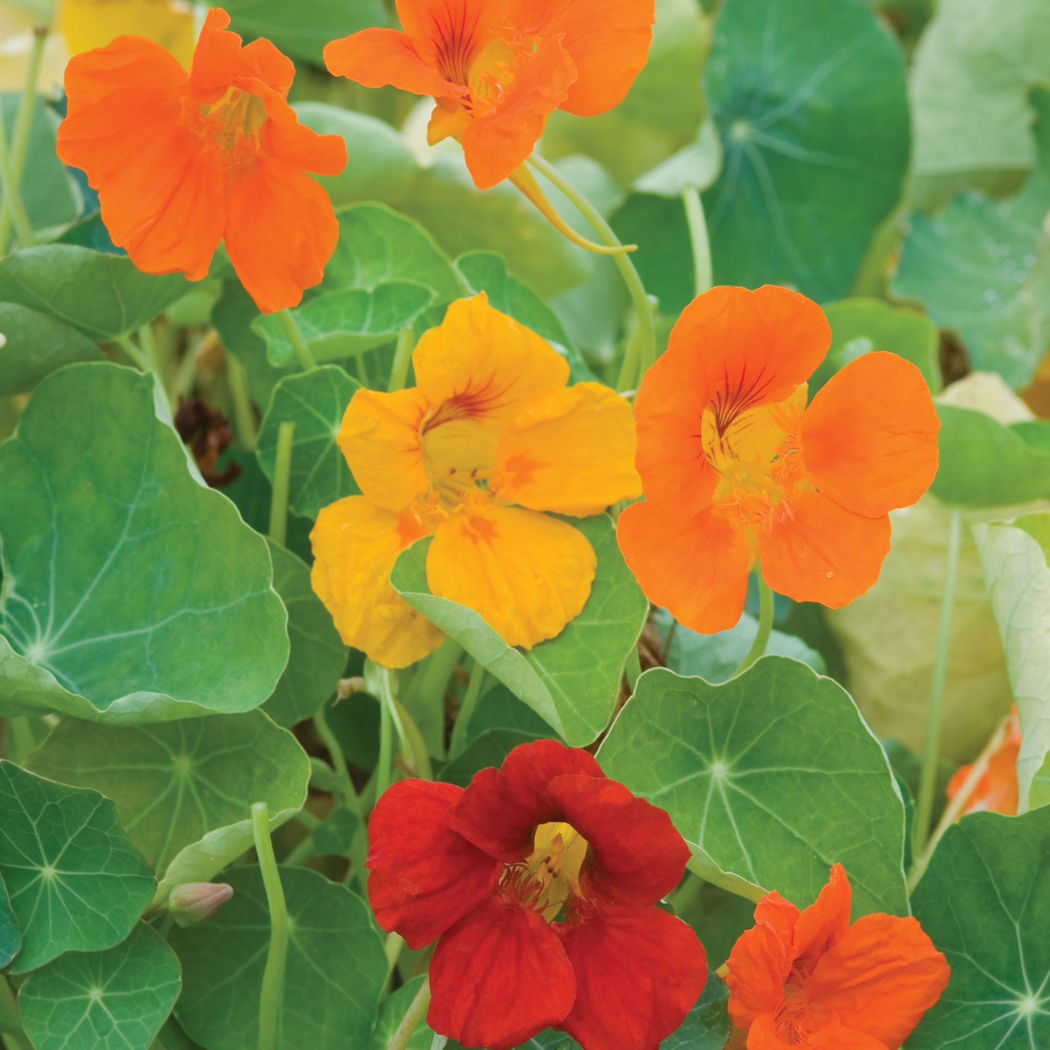 Double Gleam Mixed Colors Nasturtium Seeds