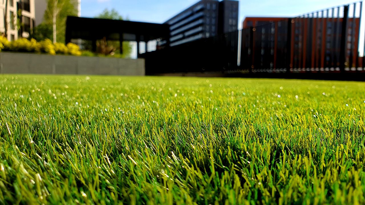 Bermudagrass lawn