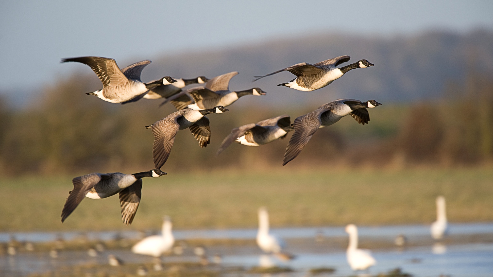 A group of geese take off on a long flight
