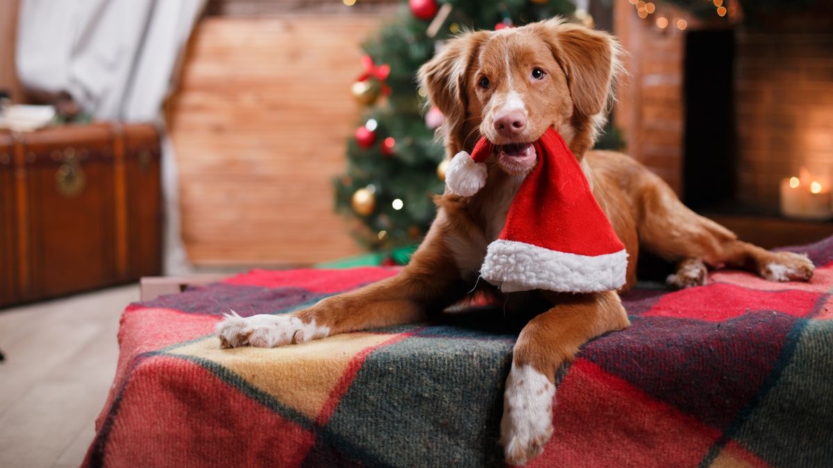 Dog lying down with Santa hat between his teeth and Christmas tree in the background