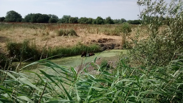 Stuck-horse-water-i8-copy.jpg