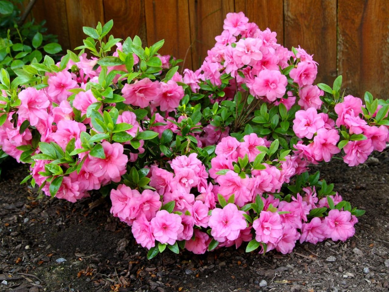 Pink Azalea Plants