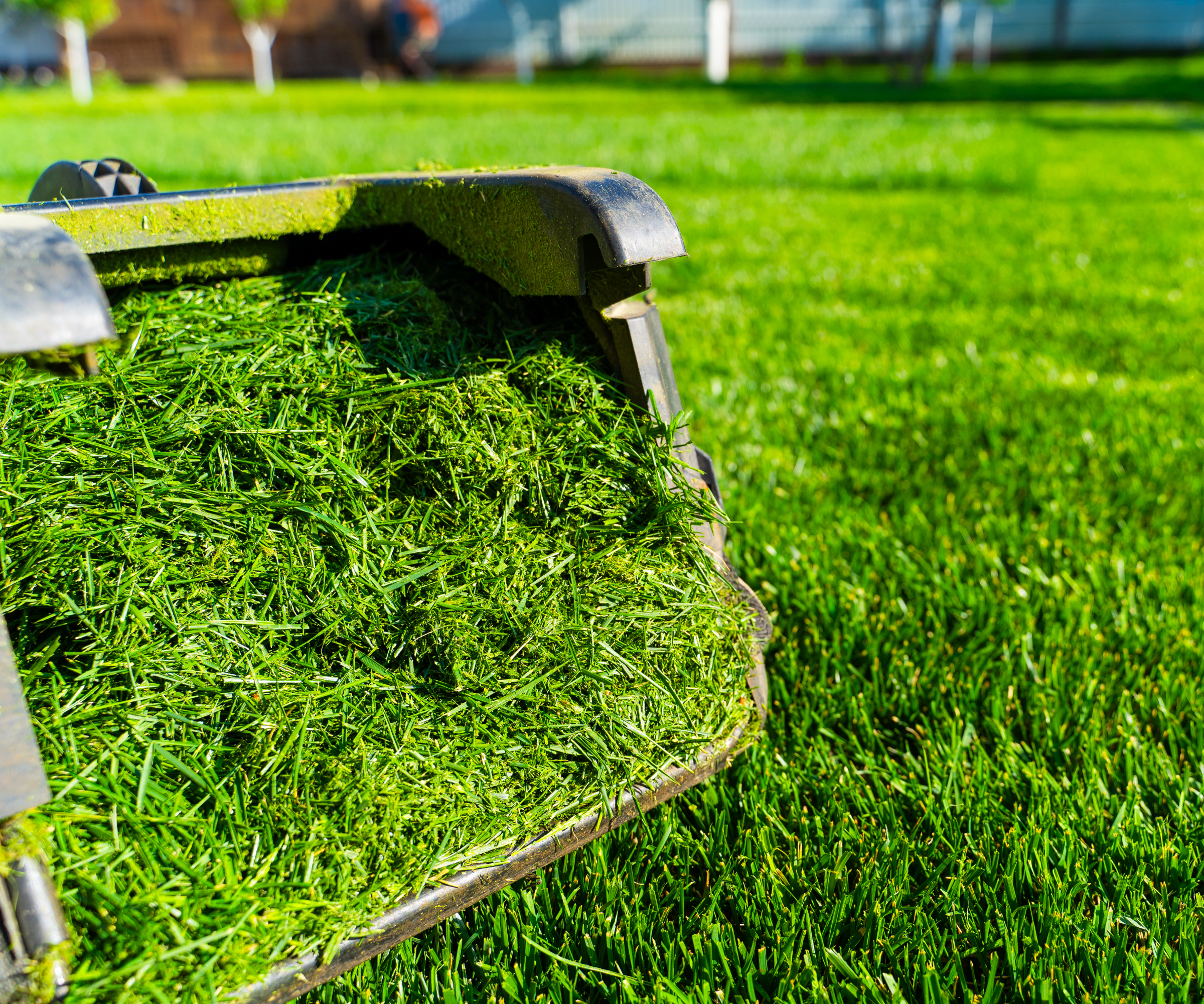 Grass clippings in a lawn mower on a green grass lawn