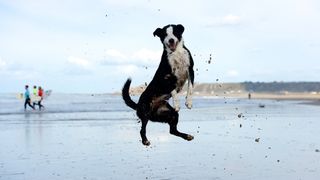 a large dog jumps happily on a beach