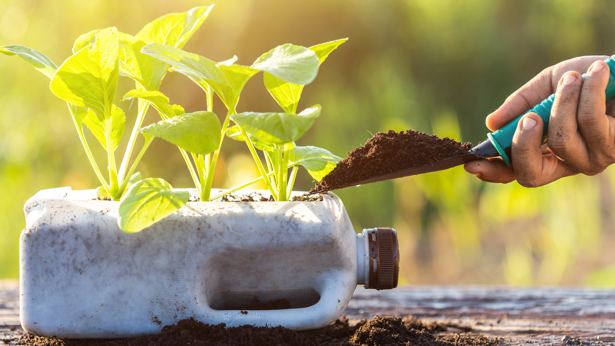 hand filling milk jug planter with soil